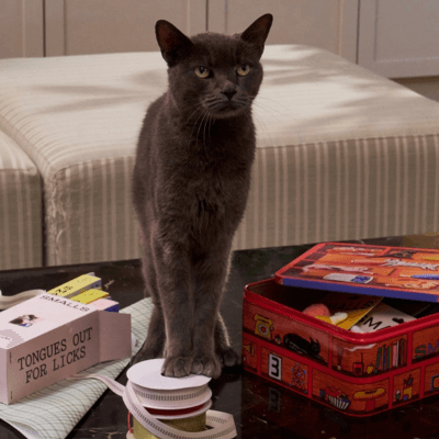 smalls cat food delivery - best small businesses to shop online